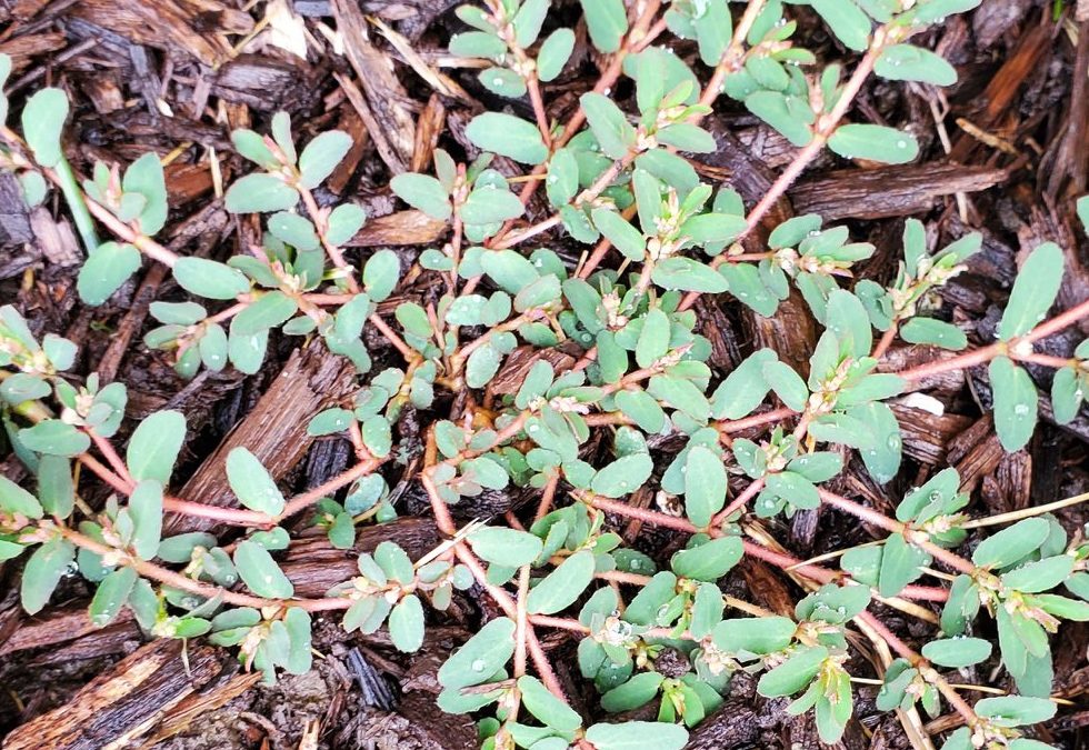 Spotted Spurge a Summer Scourge