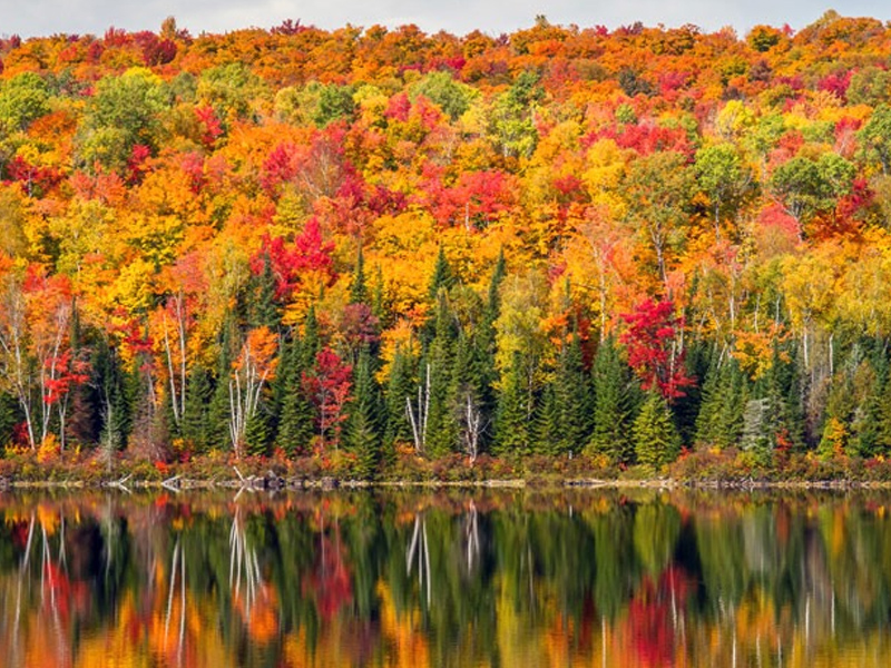 The Science Of Fall Leaf Colors